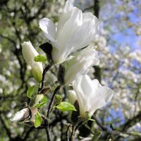 2075_4280015 weisse Magnolienbluete im Hamburger Stadtpark. | 